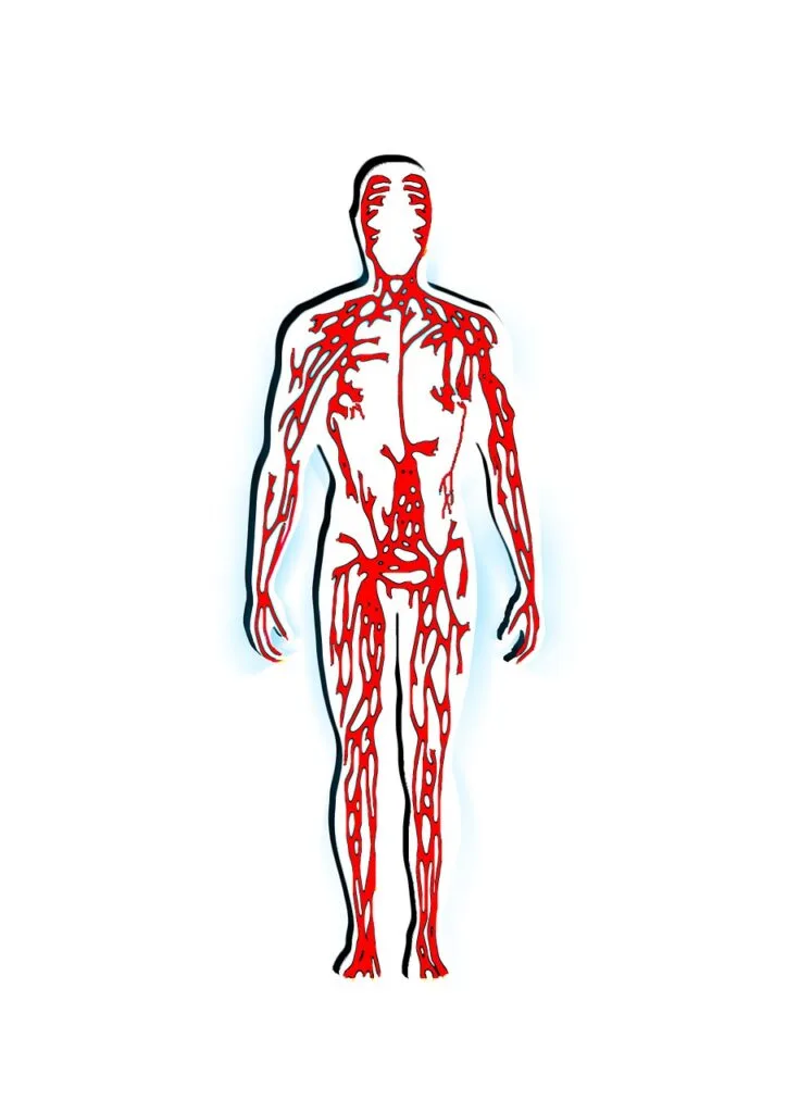 Can Diabetic Patient go for Hair Transplant? 5 human, blood, veins-65819.jpg