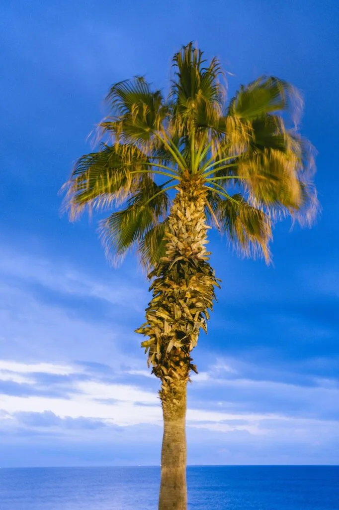 Antalya Hair Transplant Tourism: A Comprehensive Guide to Seasons and Top Attractions 4 palm tree, sky, sunset-7057623.jpg